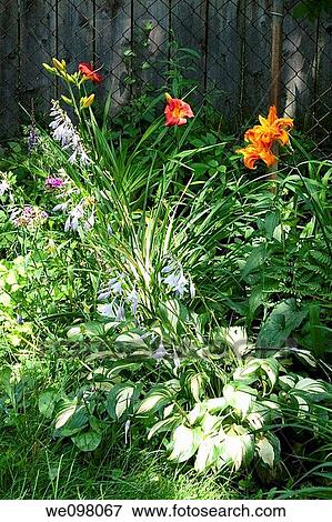 A corner of a shade garden with dappled light, daylilies and hostas in bloom View Large Photo Image Stock Photo - A corner of a shade garden with dappled light, daylilies and hostas in bloom. Fotosearch