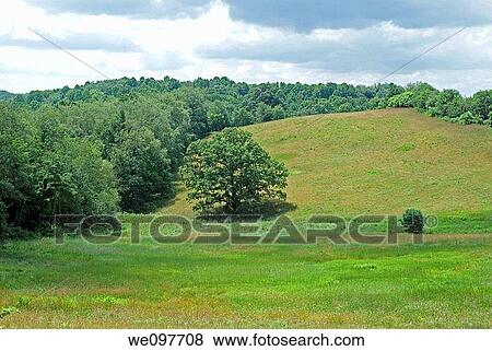 A country field showing grasses, trees and a blue sky View Large Photo Image Stock Photo - A country field showing grasses, trees and a blue sky. Fotosearch