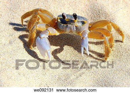 Stock Image - A crab on the beach Playa del Este beach Havana Cuba. Fotosearch