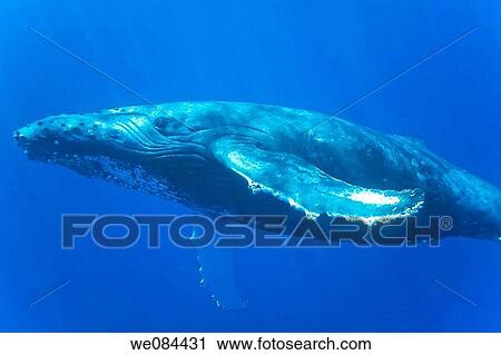 A curious adult humpback whale Megaptera novaeangliae approaches the boat underwater in the AuAu Channel between the islands of Maui and Lanai, Hawaii, USA Each year humpback whales return to these waters in the winter and spring to mate and give birth View Large Photo Image Stock Image - A curious adult humpback whale Megaptera novaeangliae approaches the boat underwater in the AuAu Channel between the islands of Maui and Lanai, Hawaii, USA Each year humpback whales return to these waters in the winter and spring to mate and give birth. Fotosearch