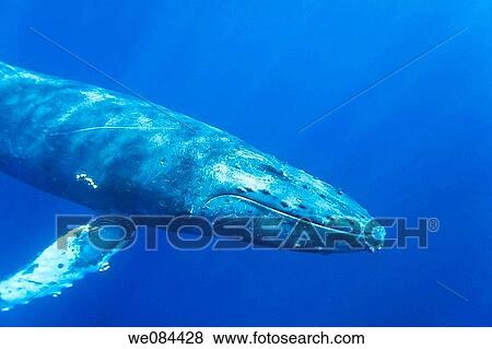 Stock Photo - A curious adult humpback whale Megaptera novaeangliae approaches the boat underwater in the AuAu Channel between the islands of Maui and Lanai, Hawaii, USA Each year humpback whales return to these waters in the winter and spring to mate and give birth. Fotosearch