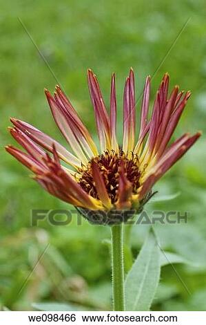 A day old Sherbet Fizz Calendula flower View Large Photo Image Stock Photograph - A day old Sherbet Fizz Calendula flower. Fotosearch