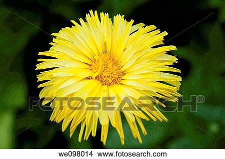 Picture - A day old yellow Calendula. Fotosearch