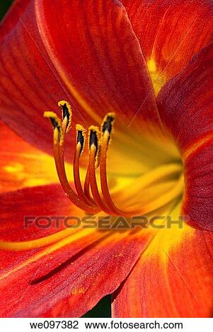 A deep red Dayliliy in full bloom with the focus on the anthers View Large Photo Image Stock Image - A deep red Dayliliy in full bloom with the focus on the anthers. Fotosearch