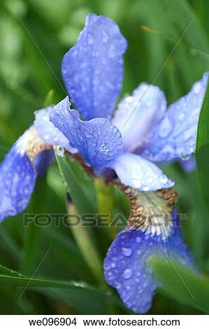 Picture - A delicate blue iris after a rainstorm. Fotosearch