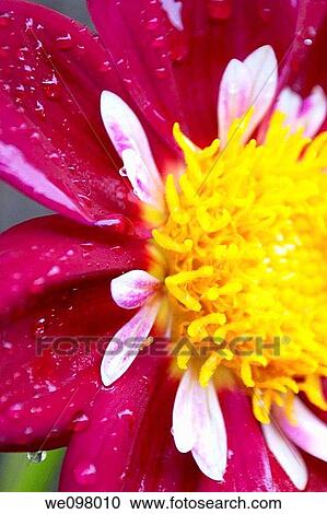 Stock Image - A detail shot of a Collerette Dahlia covered in rain drops. Fotosearch