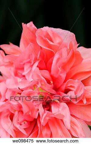 A detail shot of an Antique Peony Poppy View Large Photo Image Stock Photography - A detail shot of an Antique Peony Poppy. Fotosearch