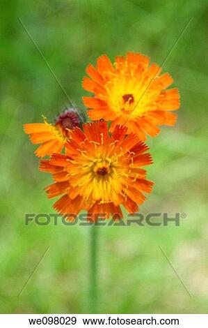 A Devil's Paintbrush plant View Large Photo Image Stock Photo - A Devil's Paintbrush plant. Fotosearch