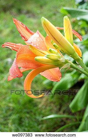 Stock Image - A double dayliliy covered in rain seen from behind. Fotosearch