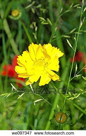 A double petalled native Coreopsis bloom View Large Photo Image Stock Photo - A double petalled native Coreopsis bloom. Fotosearch