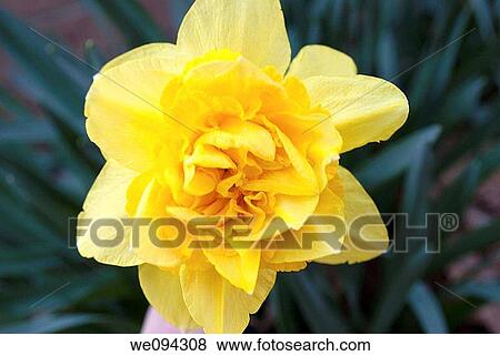 A double yellow daffodil straight on View Large Photo Image Stock Photo - A double yellow daffodil straight on. Fotosearch
