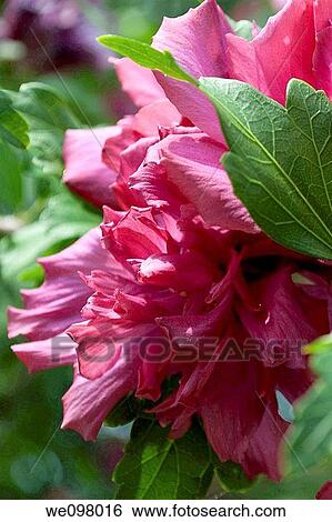 A doubled pink Rose of Sharon blossom View Large Photo Image Stock Photograph - A doubled pink Rose of Sharon blossom. Fotosearch