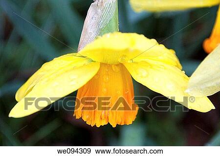 A downturned rain covered daffodil with an orange trumpet View Large Photo Image Stock Photo - A downturned rain covered daffodil with an orange trumpet. Fotosearch