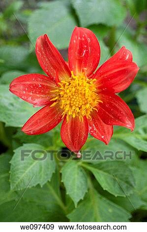 A droplet covered red Dahlia View Large Photo Image Stock Photo - A droplet covered red Dahlia. Fotosearch