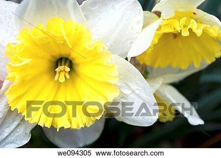 A duo of white daffodils with bright yellow flared trumpets covered in droplets View Large Photo Image Stock Photography - A duo of white daffodils with bright yellow flared trumpets covered in droplets. Fotosearch