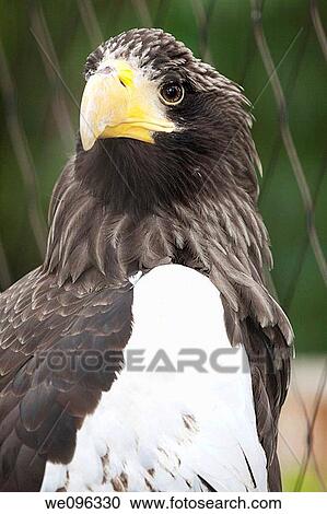 a eagle in the zoo Aquila View Large Photo Image Stock Image - a eagle in the zoo Aquila. Fotosearch