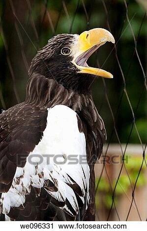 a eagle in the zoo Aquila View Large Photo Image Stock Image - a eagle in the zoo Aquila. Fotosearch