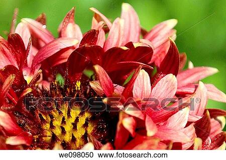 A fading fancy pink Gaillardia hybrid View Large Photo Image Stock Image - A fading fancy pink Gaillardia hybrid. Fotosearch