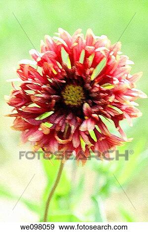 A fancy Gaillardia flower with effects View Large Photo Image Stock Photo - A fancy Gaillardia flower with effects. Fotosearch