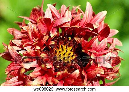 A fancy Gaillardia hybrid fading to pink View Large Photo Image Stock Image - A fancy Gaillardia hybrid fading to pink. Fotosearch