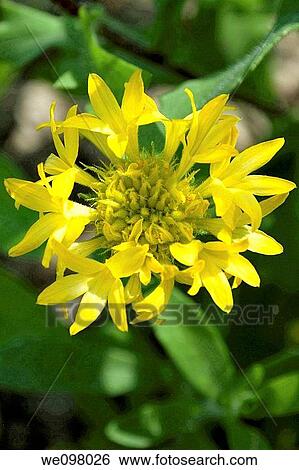 A fancy gold Gaillardia hybrid View Large Photo Image Stock Photograph - A fancy gold Gaillardia hybrid. Fotosearch