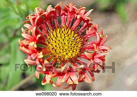 A fancy hybrid Gaillardia bloom View Large Photo Image Stock Image - A fancy hybrid Gaillardia bloom. Fotosearch