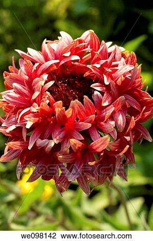 A fancy hybrid Gaillardia faded to pink View Large Photo Image Stock Image - A fancy hybrid Gaillardia faded to pink. Fotosearch