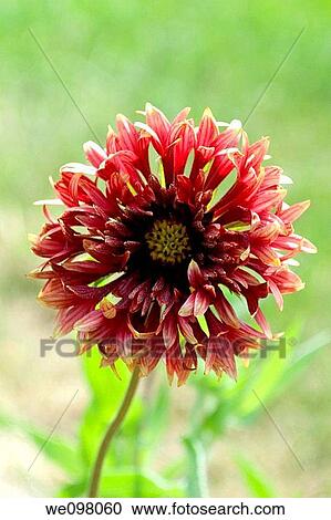 Stock Image - A fancy red Gaillardia hybrid. Fotosearch