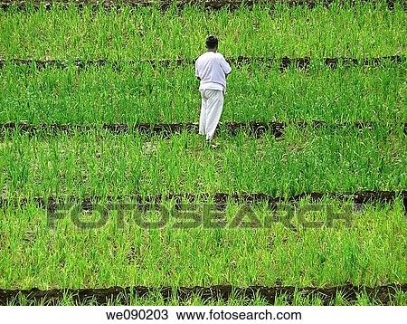 Stock Image - A farmer is spraying fertilizers, Pesticides in a farm. Fotosearch