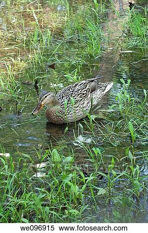 A female mallard duck swimming in an Ohio pond View Large Photo Image Stock Photography - A female mallard duck swimming in an Ohio pond. Fotosearch