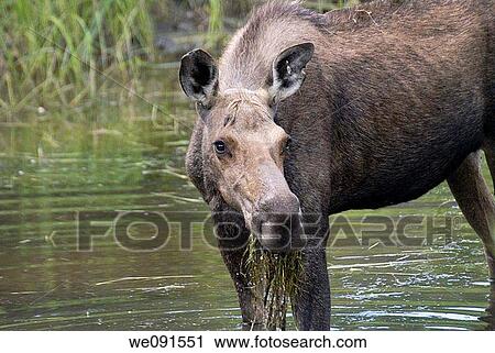 A female moose chomps on river foliage in Grand Teton Park along the Snake River, Wyoming View Large Photo Image Stock Image - A female moose chomps on river foliage in Grand Teton Park along the Snake River, Wyoming. Fotosearch