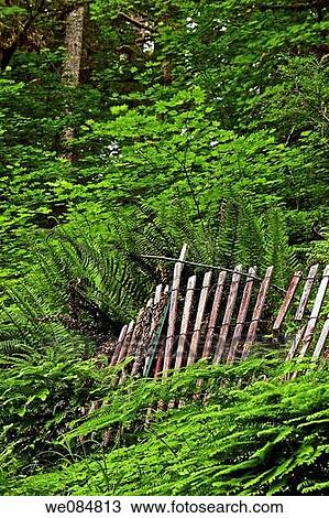 Stock Image - A fence is slowly being enveloped by the lush vegetation. Fotosearch