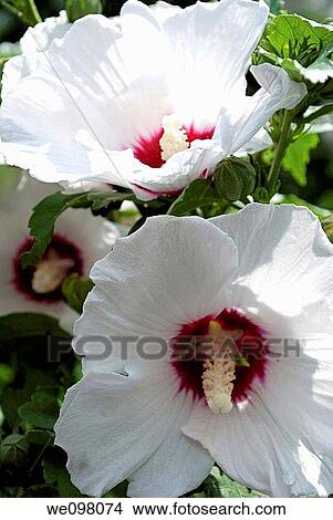 A few white Rose of Sharon blossoms with red centers View Large Photo Image Picture - A few white Rose of Sharon blossoms with red centers. Fotosearch