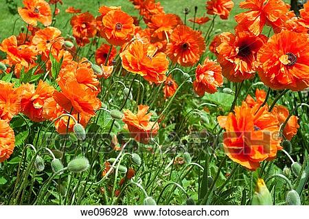 Stock Photo - A field of orange perennial poppies. Fotosearch
