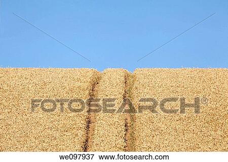 a field of wheat View Large Photo Image Stock Photo - a field of wheat. Fotosearch