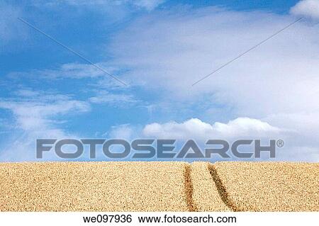 a field of wheat View Large Photo Image Stock Photograph - a field of wheat. Fotosearch