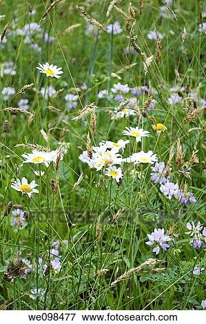 A field of wild flowers like daisies and crown vetch View Large Photo Image Stock Photo - A field of wild flowers like daisies and crown vetch. Fotosearch