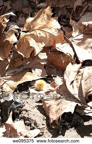 A fluffy seed pod among some fall leaves View Large Photo Image Stock Photography - A fluffy seed pod among some fall leaves. Fotosearch