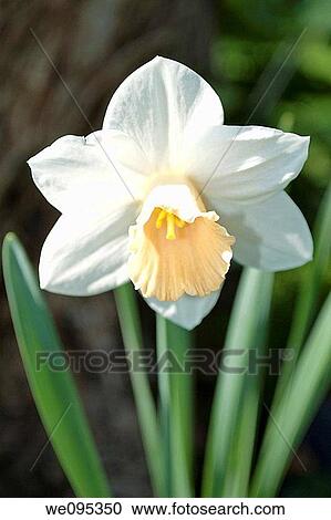 A forward facing white daffodil with a light peach trumpet View Large Photo Image Stock Image - A forward facing white daffodil with a light peach trumpet. Fotosearch