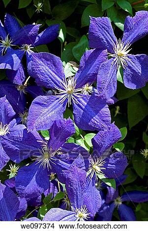 A four petalled blue clematis View Large Photo Image Picture - A four petalled blue clematis. Fotosearch