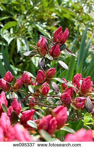 A fully budding red azeala about to bloom View Large Photo Image Stock Photo - A fully budding red azeala about to bloom. Fotosearch