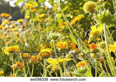 A garden of Calendula and yellow Gaillardia with a bee View Large Photo Image Stock Photo - A garden of Calendula and yellow Gaillardia with a bee. Fotosearch