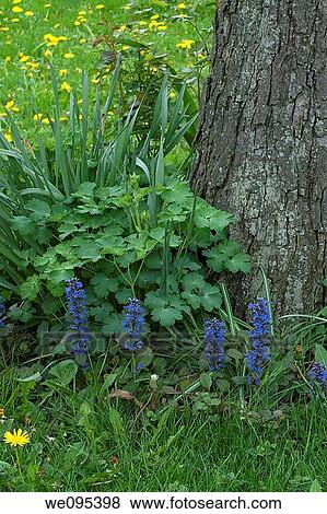 A garden scene with blooming chocolate chip ajuga View Large Photo Image Stock Photo - A garden scene with blooming chocolate chip ajuga. Fotosearch