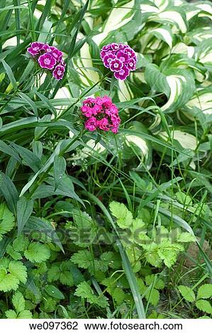 A garden scene with sweet williams, astilbe foliage and hostas View Large Photo Image Stock Image - A garden scene with sweet williams, astilbe foliage and hostas. Fotosearch