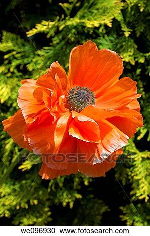A glowing orange oriental poppy View Large Photo Image Stock Image - A glowing orange oriental poppy. Fotosearch