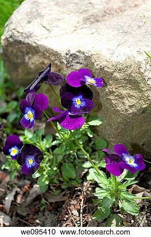 A group of dark purple violets in front of a rock View Large Photo Image Stock Image - A group of dark purple violets in front of a rock. Fotosearch