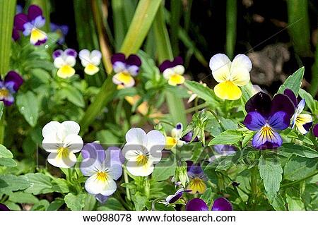 A group of differnt violas View Large Photo Image Stock Photo - A group of differnt violas. Fotosearch