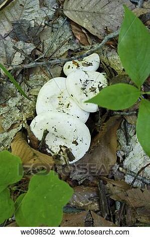 A group of four white mushrooms in the woods View Large Photo Image Stock Image - A group of four white mushrooms in the woods. Fotosearch