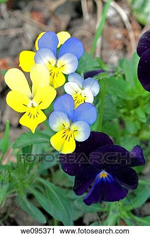 A group of Johnny Jump Ups and pansies View Large Photo Image Stock Image - A group of Johnny Jump Ups and pansies. Fotosearch