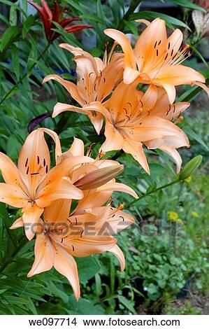 Picture - A group of light orange asiatic lilies. Fotosearch